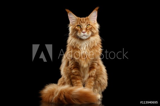 Picture of Beautiful Red Maine Coon Cat Sitting with Large Ears and Furry Tail Looking in Camera Isolated on Black Background Front view